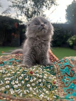 Scottish Fold cats - Advert 4