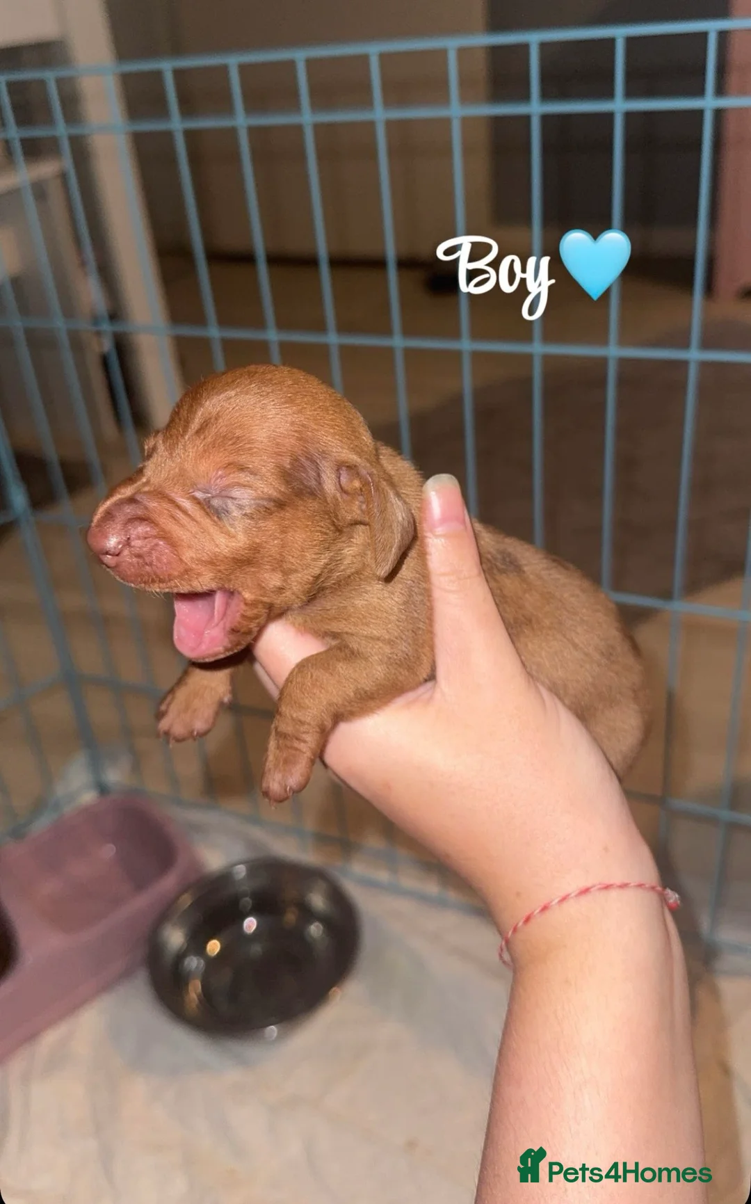 Dachshund dogs for sale: My beautiful Diora and her babies  - Advert 2