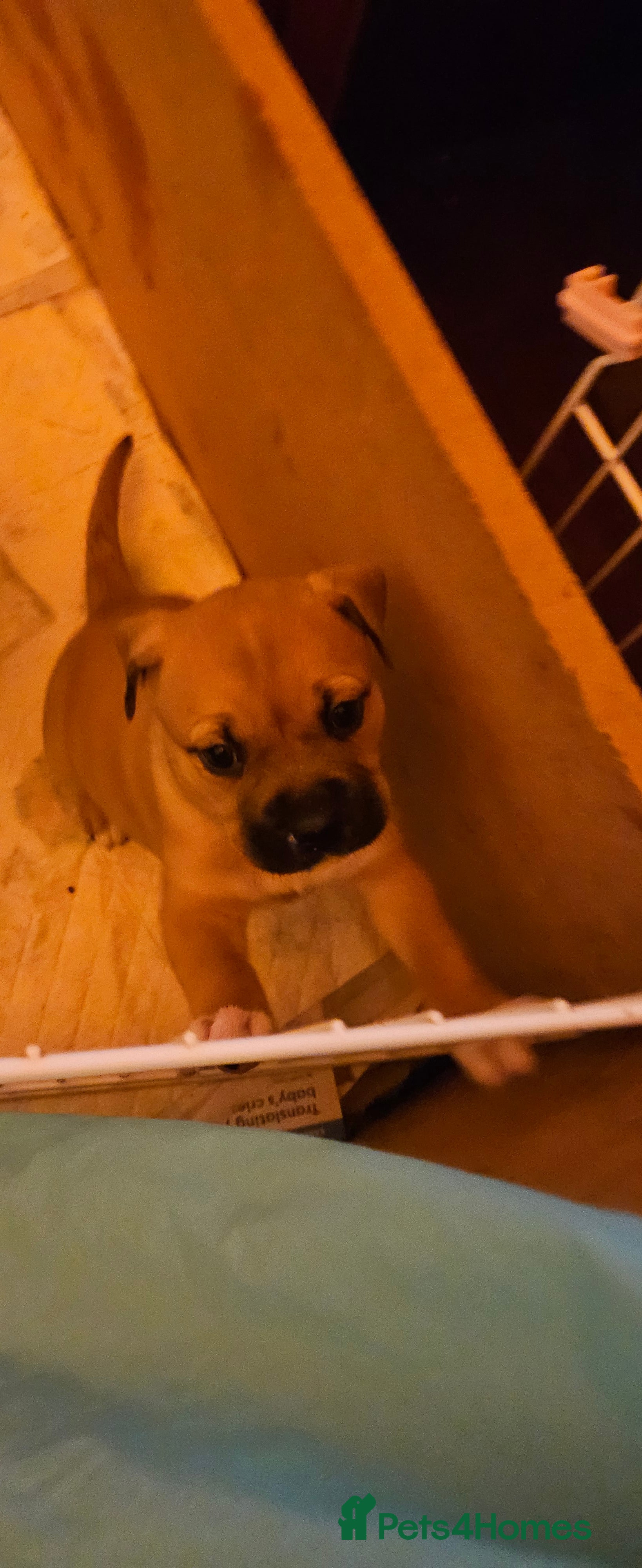 Mixed Breed dogs Puppies for sale - Advert 2