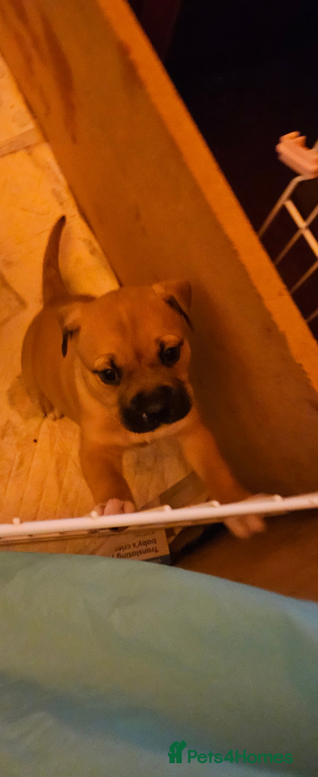 Mixed Breed dogs for sale: Puppies for sale - Advert 1