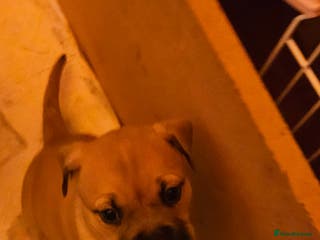 Mixed Breed dogs Puppies for sale - Advert 2