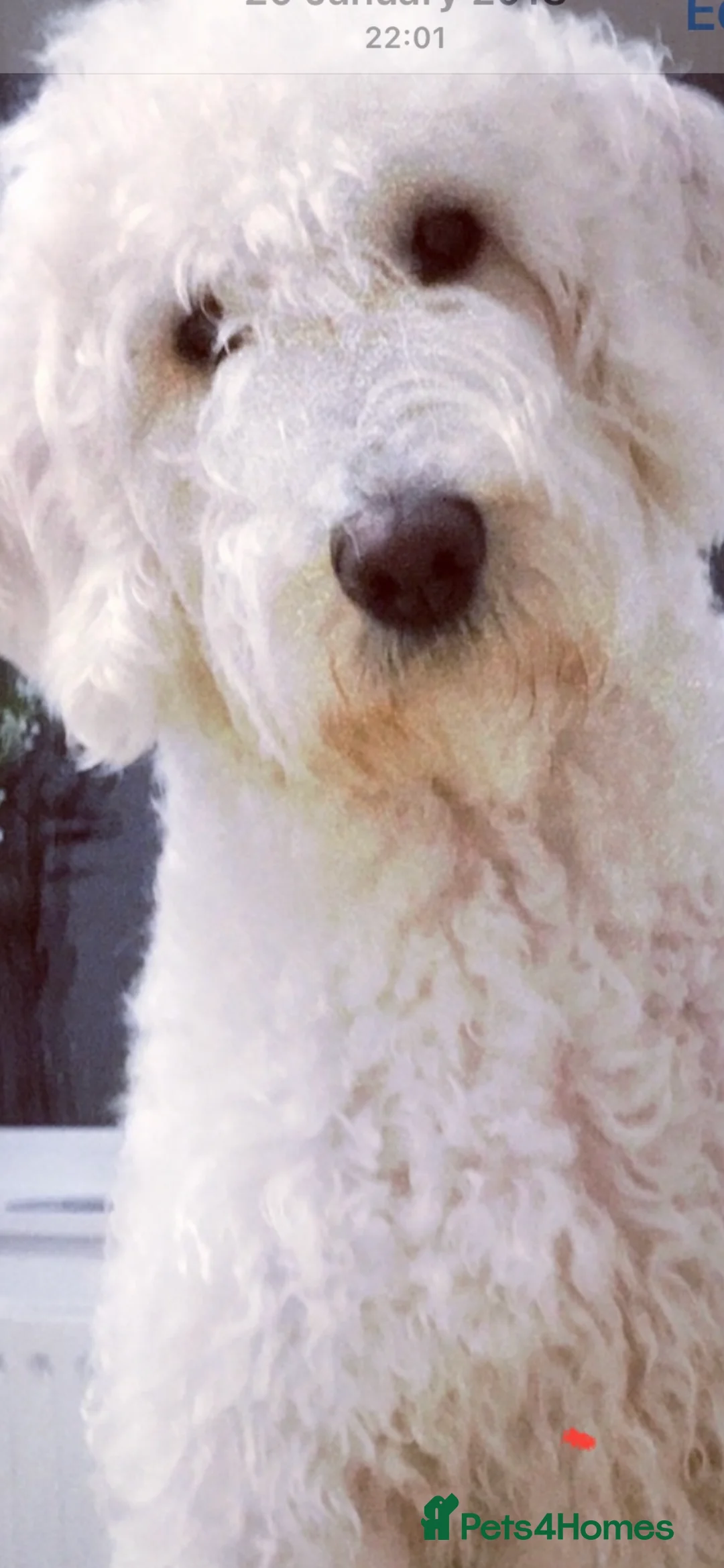 Goldendoodle dogs for sale: Multigenerational Doodles Licensed Tested Boys - Advert 23