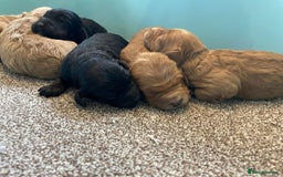 Cockapoo dogs for sale: Outstanding F1 cockapoo - Advert 16