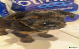 Yorkshire Terrier dogs for sale: Yorkshire terrier  **   - Advert 10