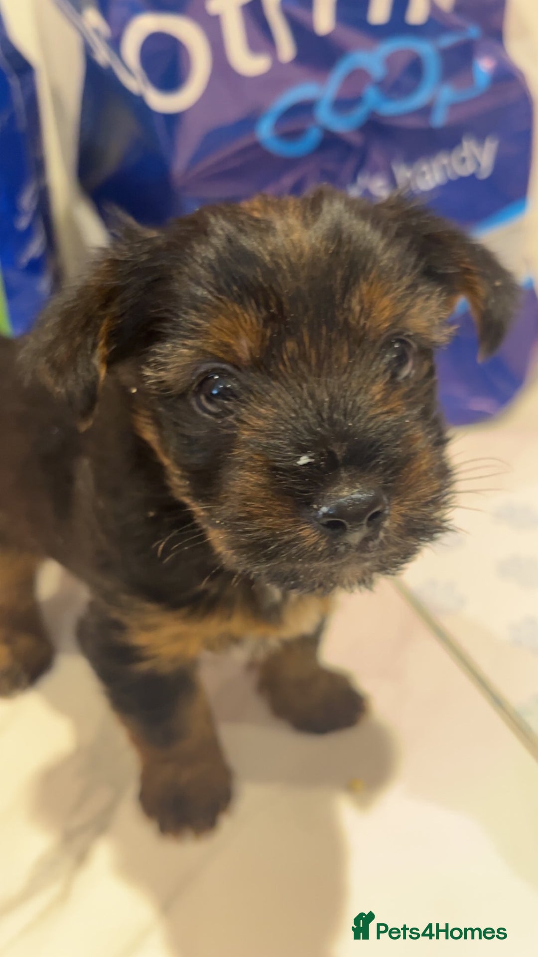 Yorkshire Terrier dogs for sale: Yorkshire terrier  **   - Advert 10