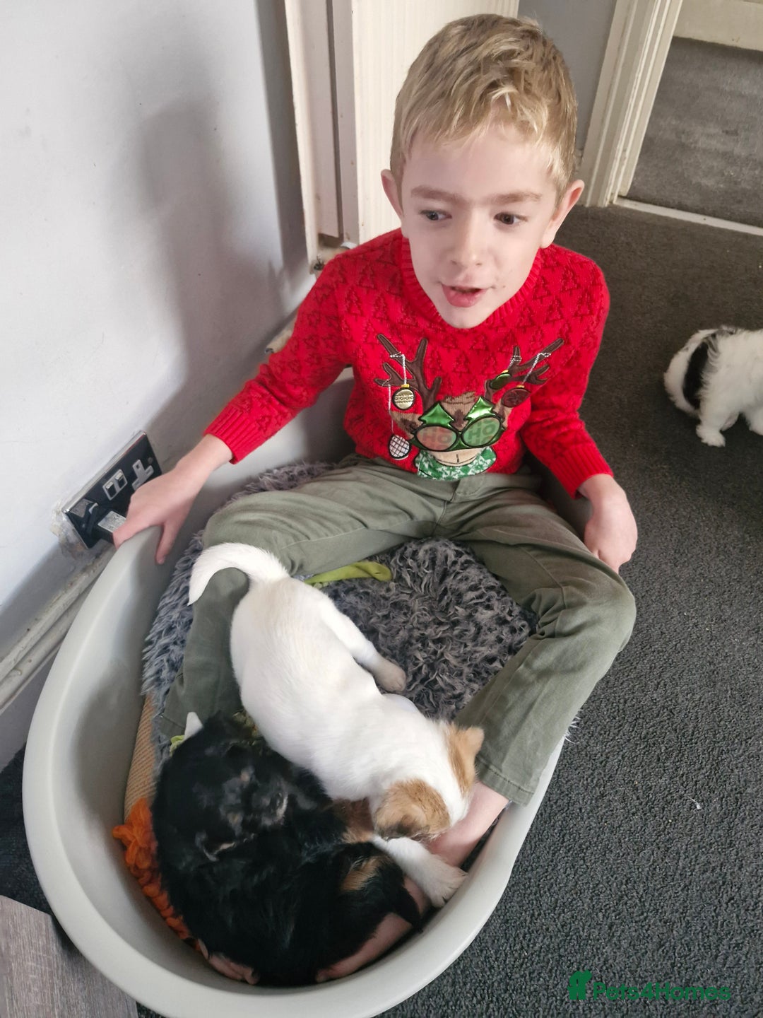 Mixed Breed dogs for sale: Stunning maltipoo x pug baby  - Advert 5