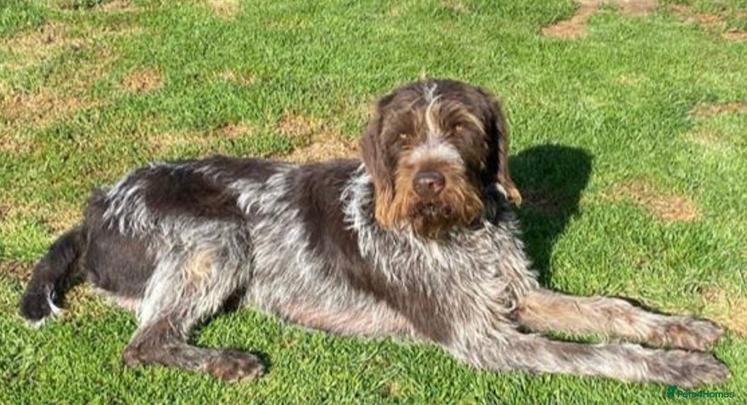 German Wirehaired Pointer dogs for sale: German Wire-haired Pointers of sale - Image 22