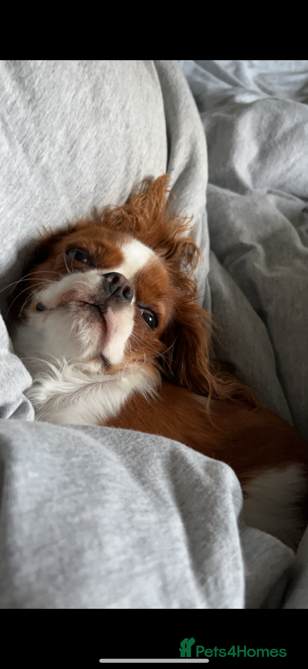 Cavalier King Charles Spaniel dogs for sale: King Charles female  - Advert 2
