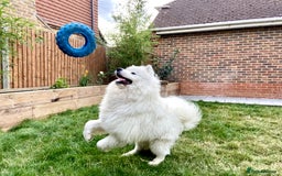 Samoyed dogs for stud: Purebred KC Registered SAMOYED Stud for Breeding  in Reading - Image 1