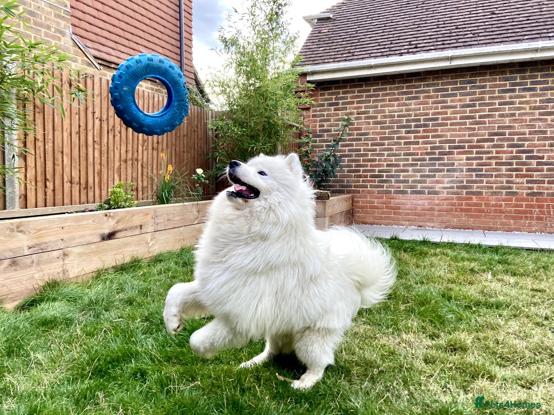 Samoyed dogs for stud: Purebred KC Registered SAMOYED Stud for Breeding  in Reading - Image 1