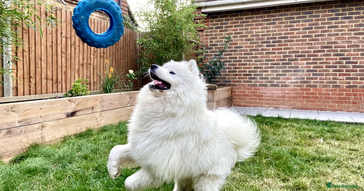 Purebred KC Registered SAMOYED Stud for Breeding for stud in