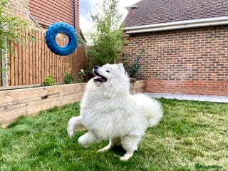 Samoyed dogs Purebred KC Registered SAMOYED Stud for Breeding in Reading - Advert 1