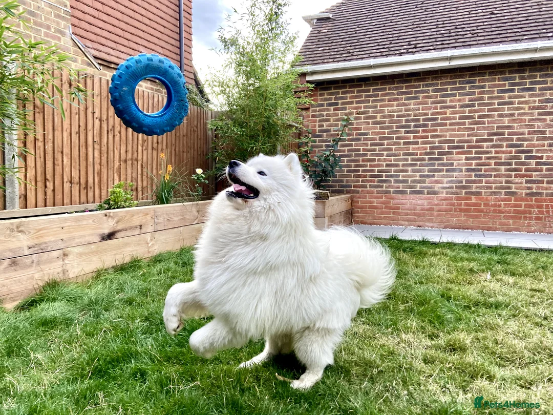 Samoyed dogs for stud: Purebred KC Registered SAMOYED Stud for Breeding  in Reading - Advert 1