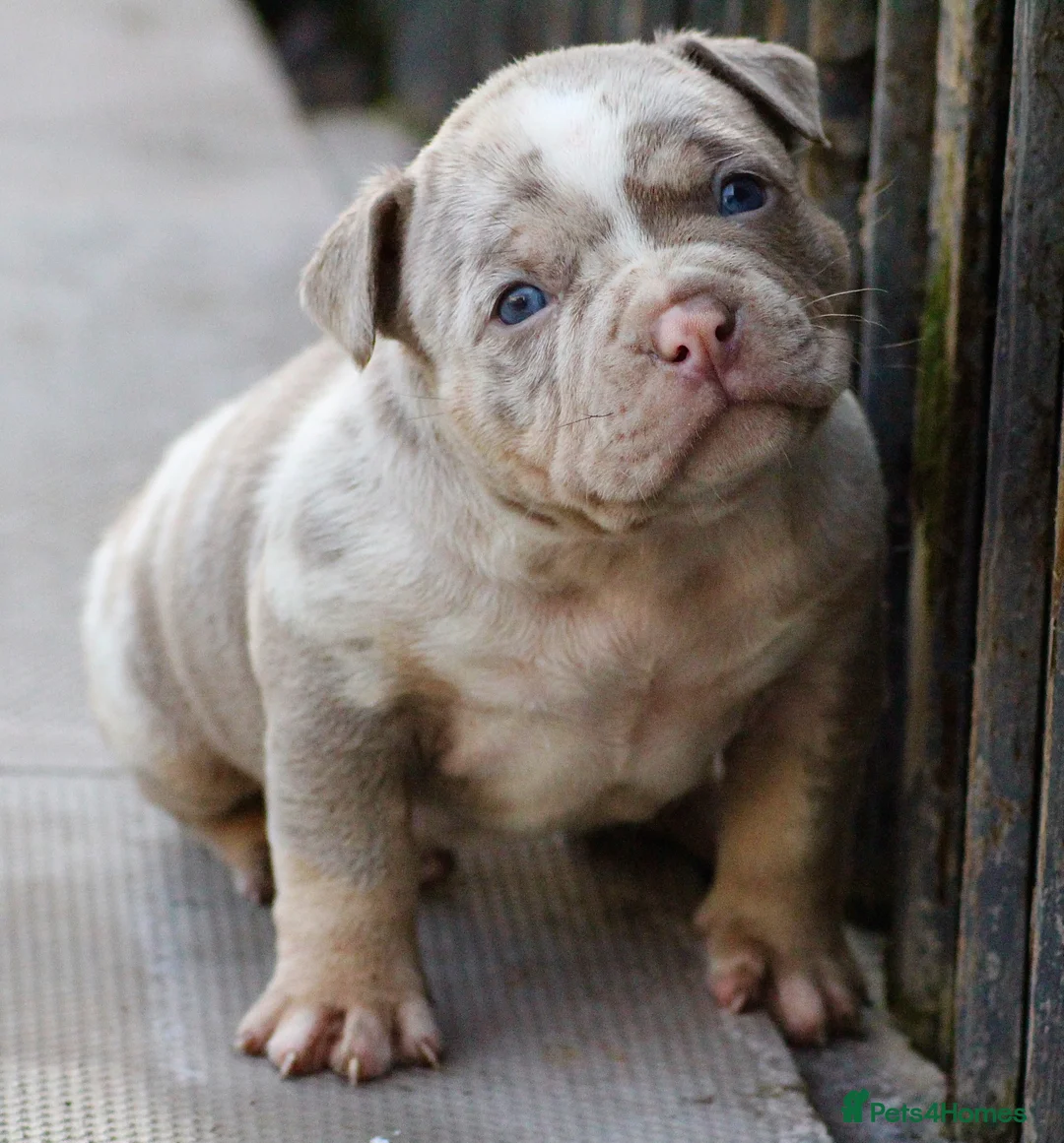 American Bully dogs for sale: American Bullys  - Advert 5