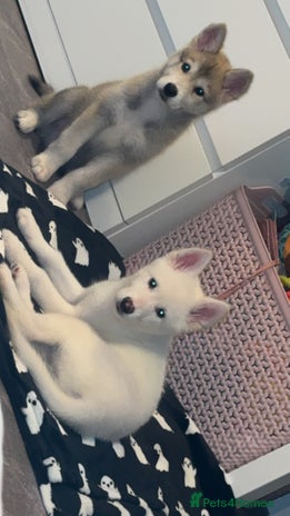 Utonagan dogs Husky x - Advert 1