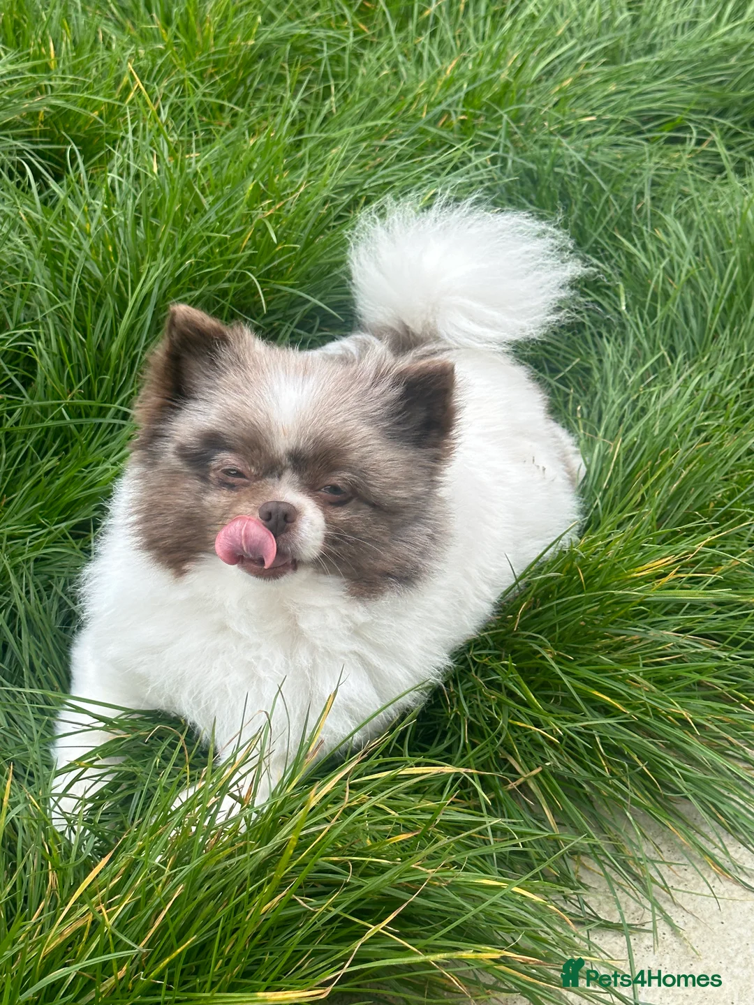 Pomeranian dogs for sale: Stunning rare lilac white parti with hazel eyes  - Advert 1