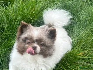 Pomeranian dogs Stunning rare lilac white parti with hazel eyes - Advert 7