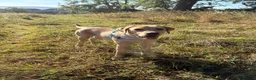 Labrador Retriever dogs for sale: 9 month old Lab looking for his forever home 🐾 - Advert 2