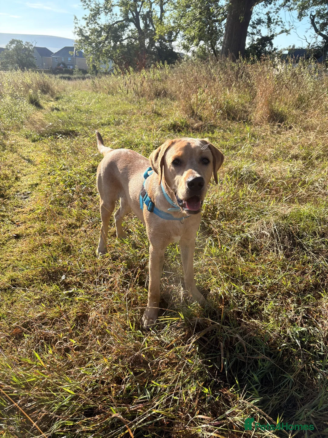 Labrador Retriever dogs for sale: 9 month old Lab looking for his forever home 🐾 - Advert 2