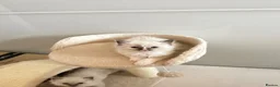 Ragdoll cats for sale: *Ready To Leave Now 2 Pure Ragdoll Male Kittens*** - Advert 24