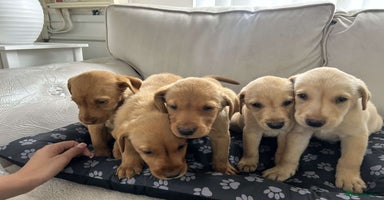 Labrador Retriever dogs - Advert 13