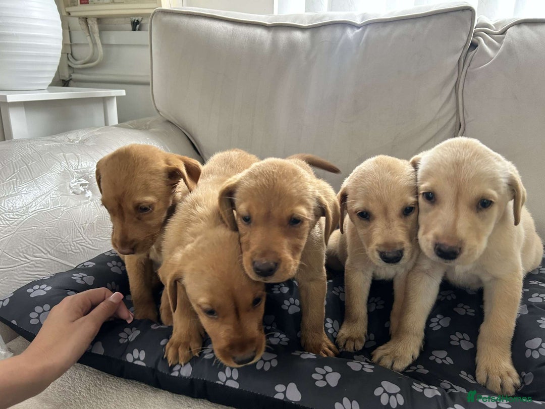 Labrador Retriever dogs for sale: Beautiful Labrador puppies  - Image 2