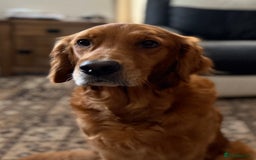 Golden Retriever dogs for sale: Dark Red Golden Retriever Pups Ready 1st November - Image 39