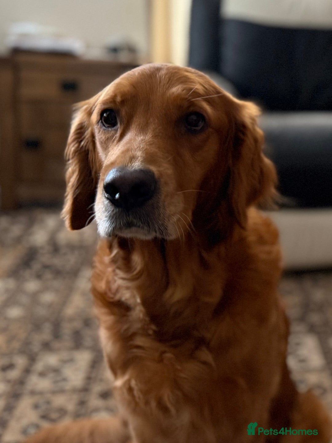 Golden Retriever dogs for sale: Dark Red Golden Retriever Pups Ready 1st November - Image 39