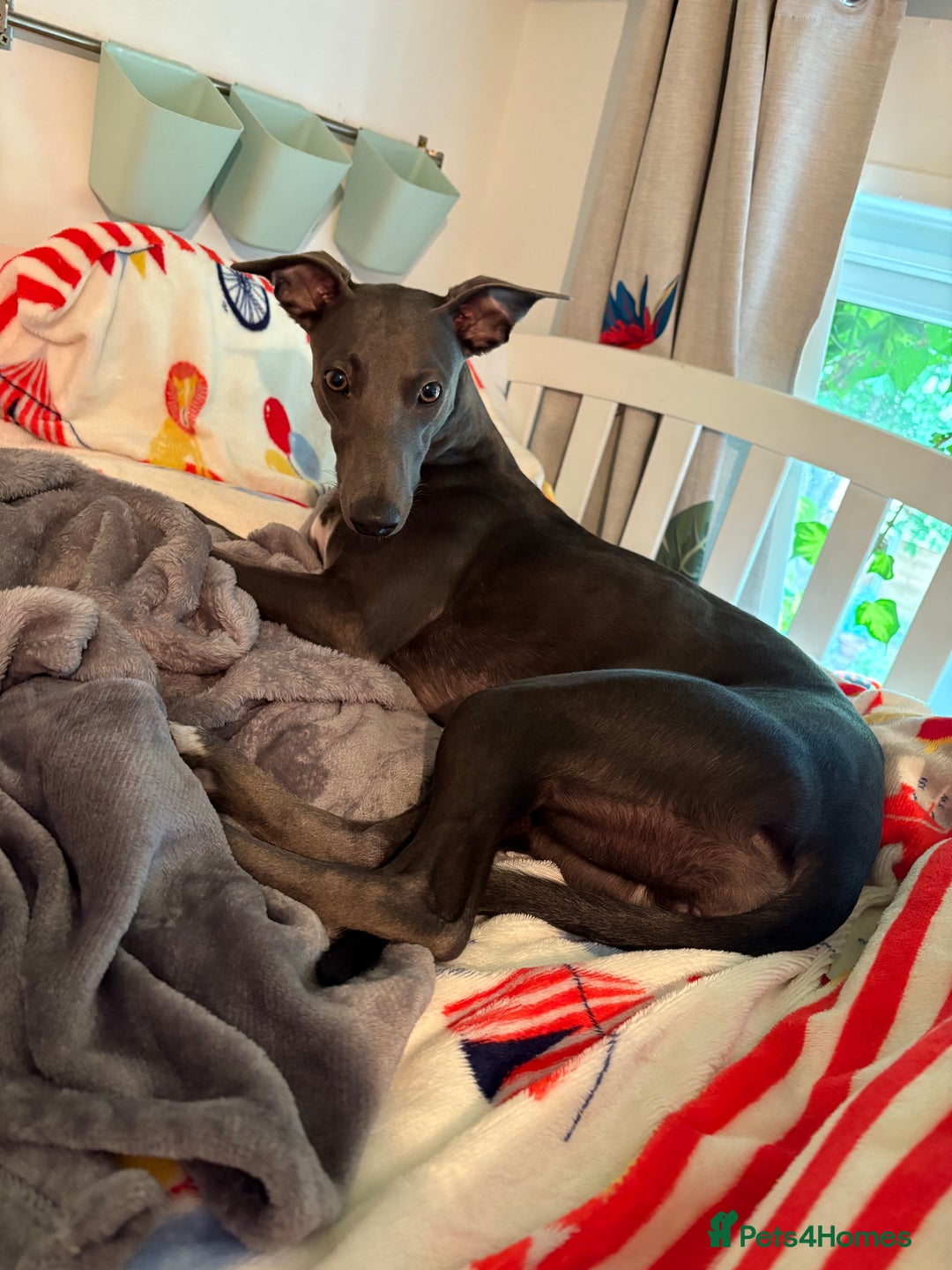 Mixed Breed dogs for sale: Beautiful whippet cross labrador(collie) puppies  - Image 7