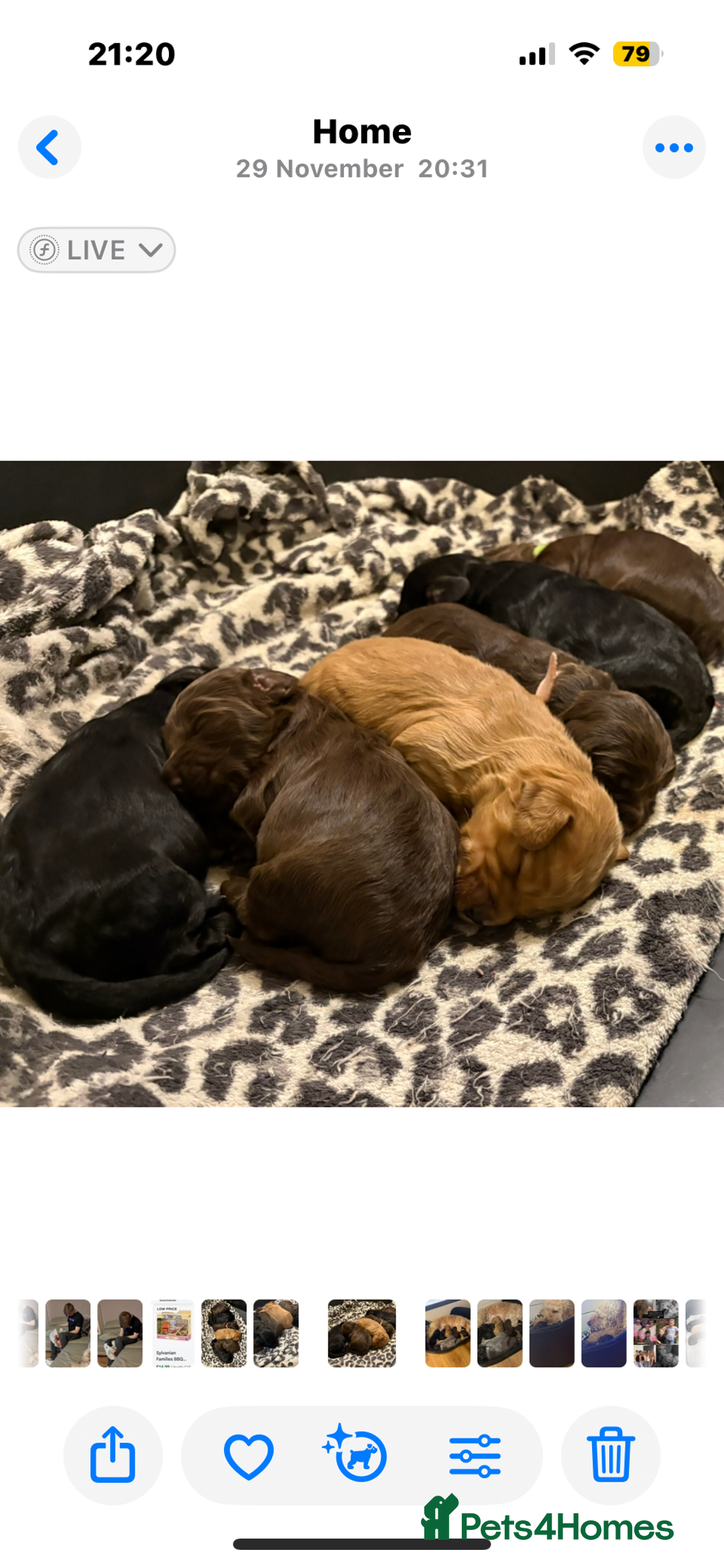Cockapoo dogs for sale: Beautiful F1b cockapoos  - Advert 11