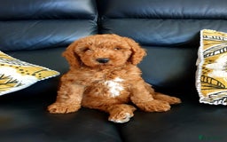 Goldendoodle dogs for sale: Multigenerational Puppies Licensed and Tested - Image 16