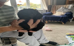 Toy Poodle dogs for sale: Toy poodle - Image 11