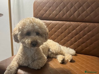 Miniature Poodle dogs in London - Advert 2