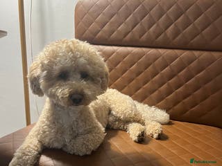 Miniature Poodle dogs Noodle is ready to host ladies in London - Advert 2