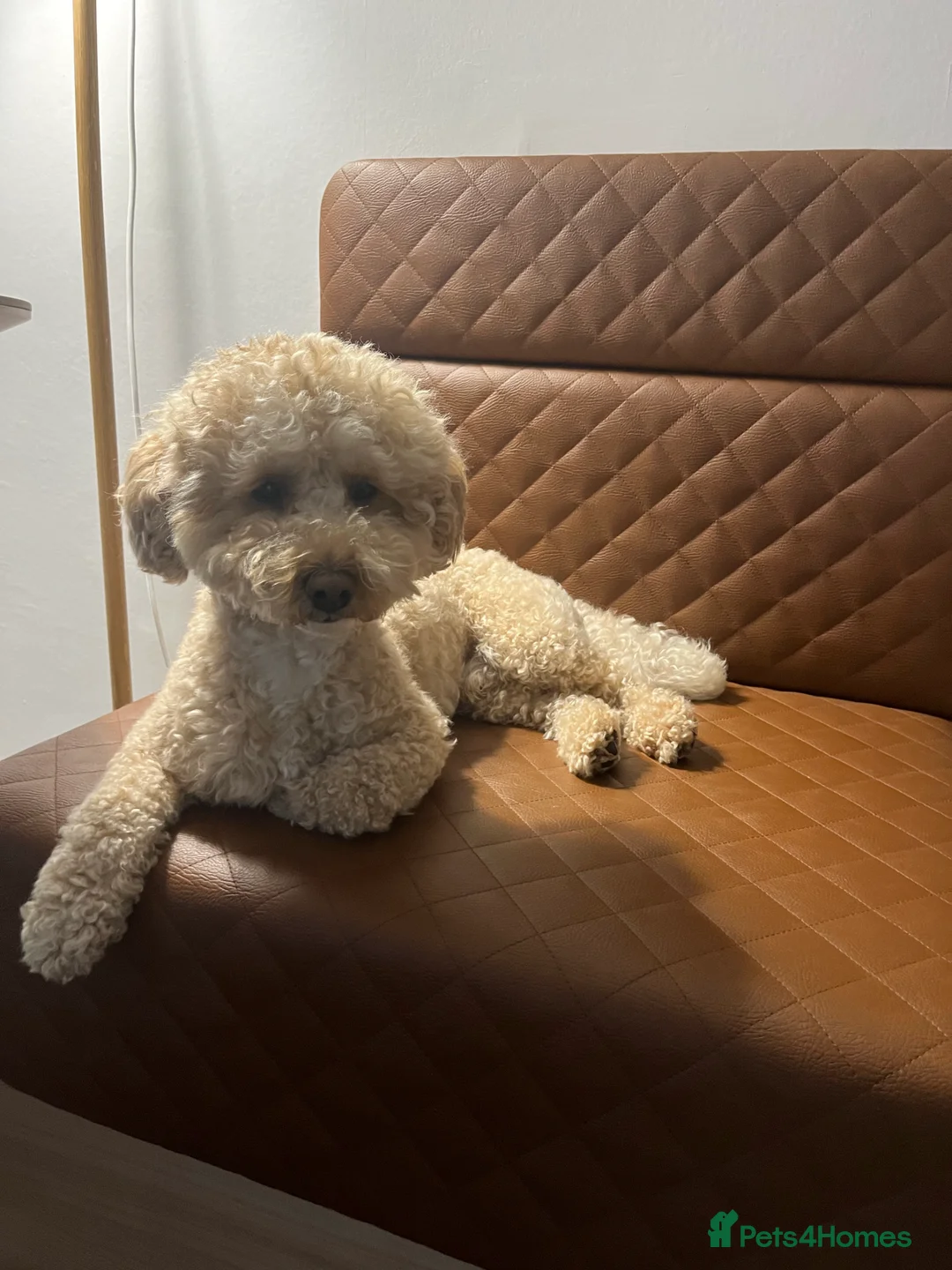 Miniature Poodle dogs for stud: Noodle is ready to host ladies in London - Advert 1