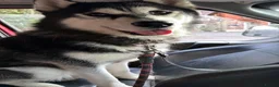 Siberian Husky dogs for sale: Siberian husky puppies  - Advert 4