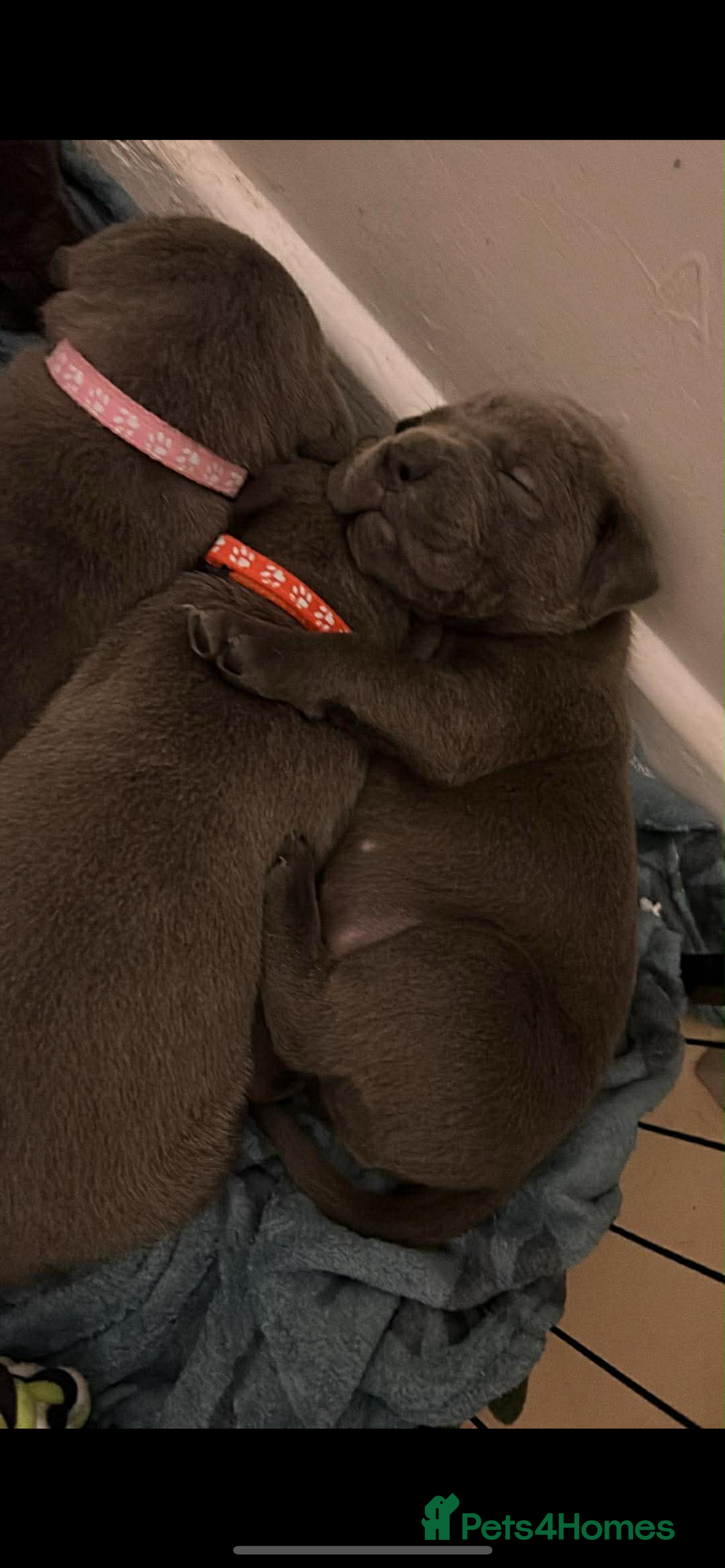 Cane Corso dogs for sale: Chunky cane corso boy pups - Advert 4