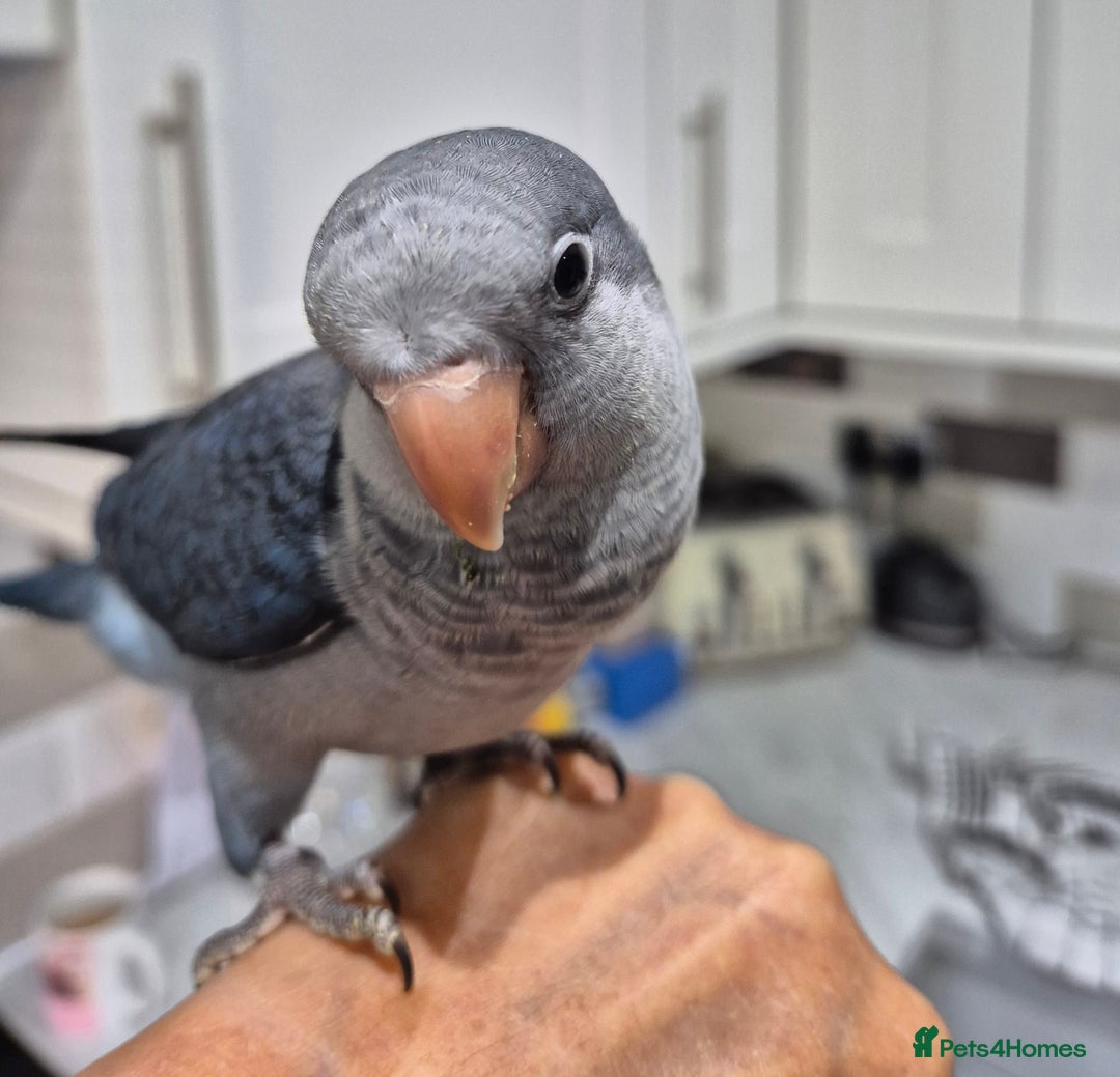 Parrots birds for sale: Handreared baby Quaker parrots Dna tested - Image 7
