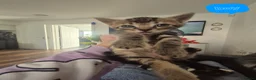 Mixed Breed cats for sale: Bengal Cross Kittens Ready for a Loving Home in Doncaster - Advert 4