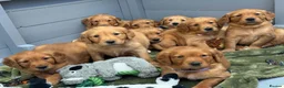 Golden Retriever dogs for sale: DARK RED KC REG GOLDEN PUPPIES HEALTH TESTED CLEAR - Advert 20
