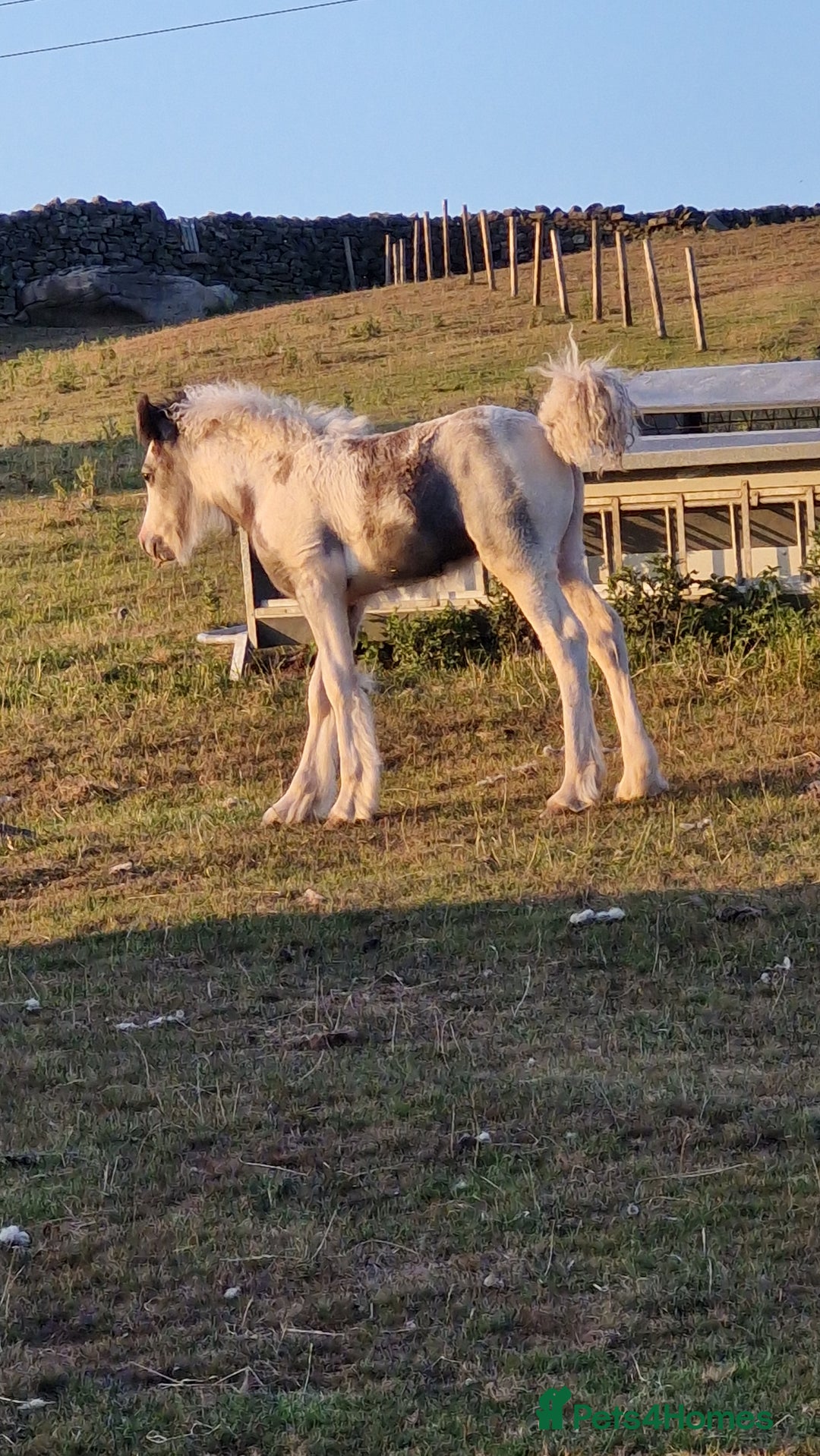 Irish Cob horses for sale: Chief - Advert 5