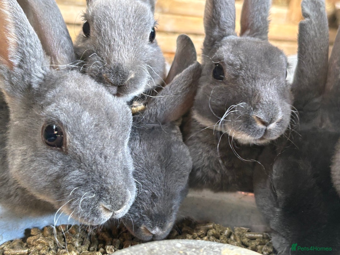 Rex rabbits for sale: Vienna gene carrier Mini Rex babies - Image 2