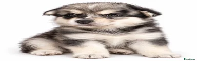 Pomsky 6