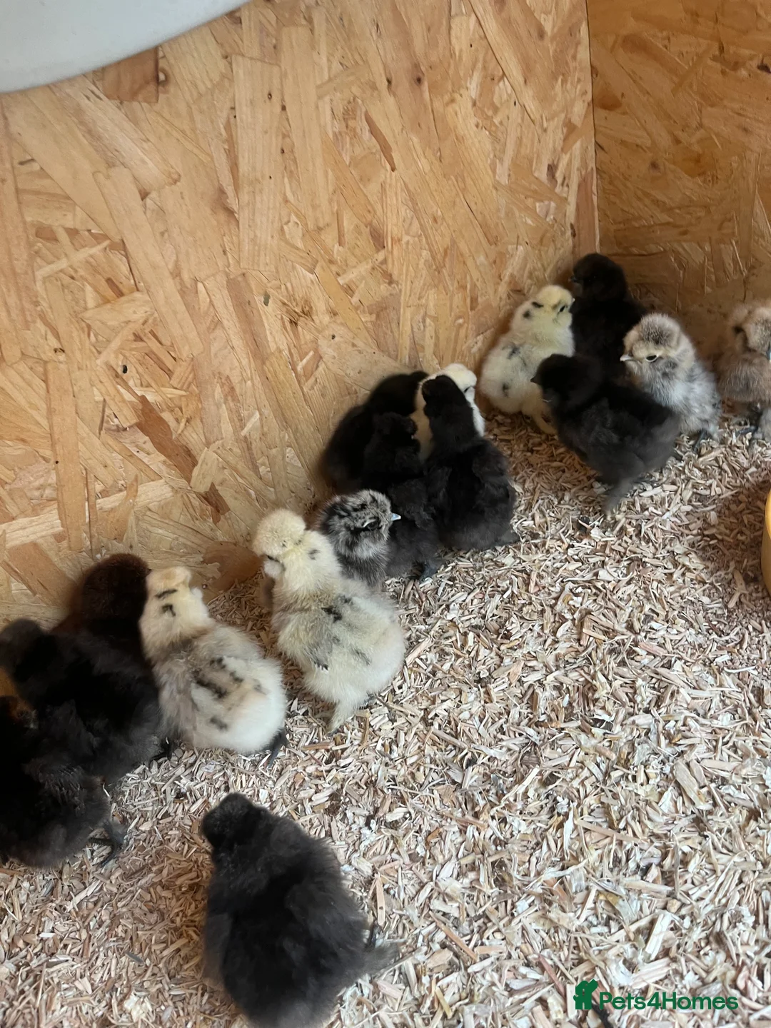 Chickens poultry for sale: Chicks, pullets, cockerels  - Advert 13