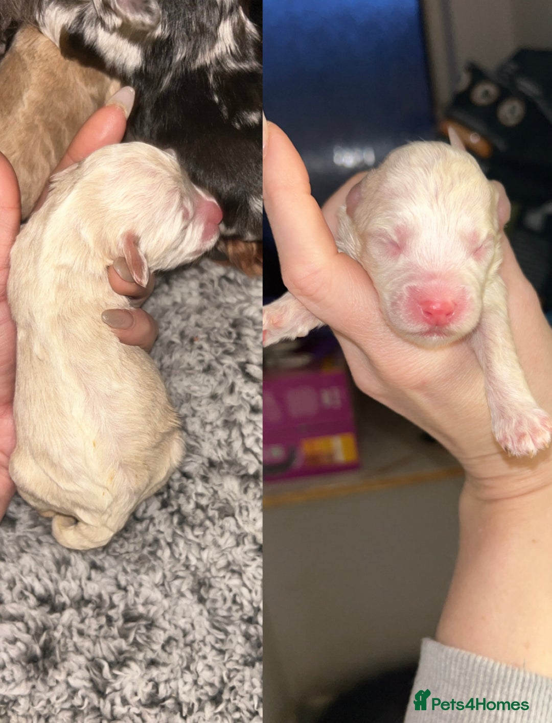 Cockapoo dogs for sale: Beautiful F2s Cockapoo puppies 🏡🐶  - Advert 4