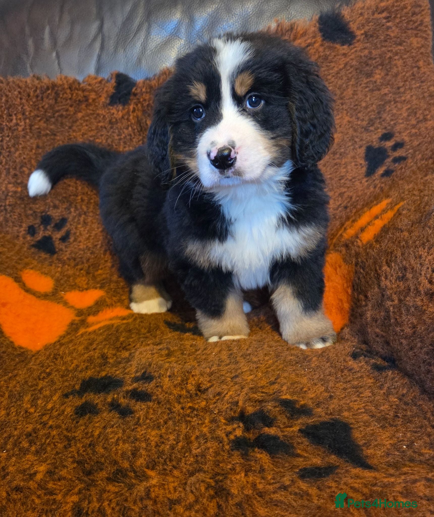 Bernese Mountain Dog dogs Gorgeous Bernese Mountain Dog Puppies  - Advert 2