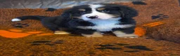 Bernese Mountain Dog dogs for sale: Gorgeous Bernese Mountain Dog Puppies  - Advert 2