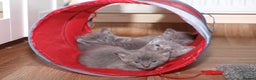 Russian Blue cats for sale: Russian Blue female kitten for sale - Advert 5