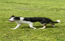 Border Collie dogs for sale: Border collie bitch - Image 2