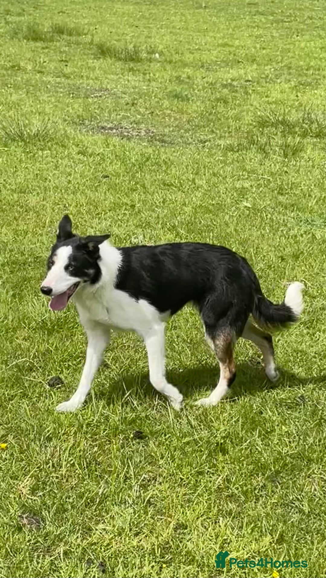 Border Collie dogs for sale: Border collie bitch - Image 2